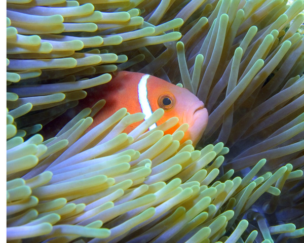 anemonefish2.jpg