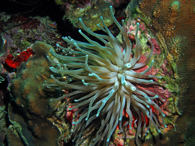 Beautiful Anemone