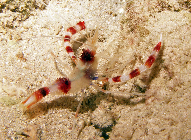 Banded Coral Shrimp