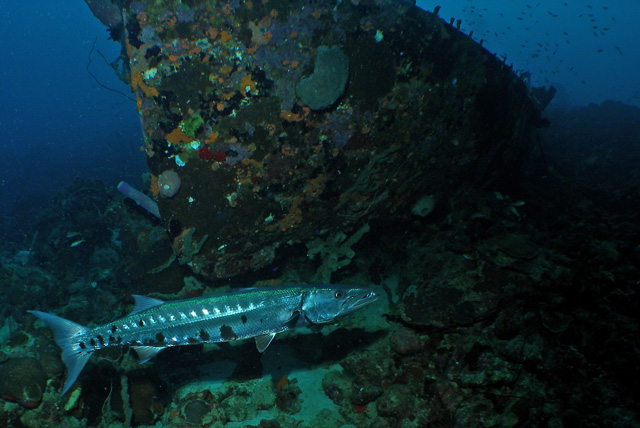 Barracuda at Wreck