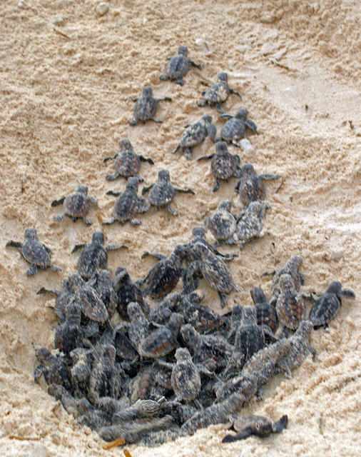 Baby Hawksbill Turtles emerging from their nest!