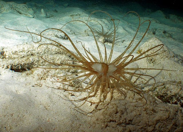 Tube Dwelling Anemones