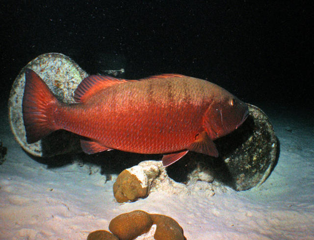 Giant Cubera Snapper