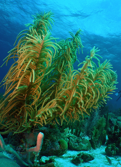 Healthy Reefs