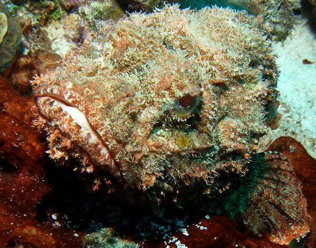 Scorpion Fish Closeup