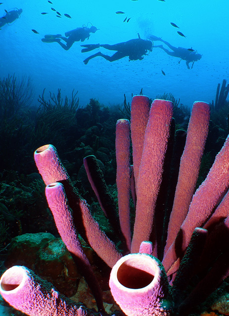 Purple Tube Sponges with Divers