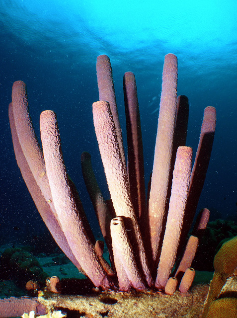 Purple Tube Sponges