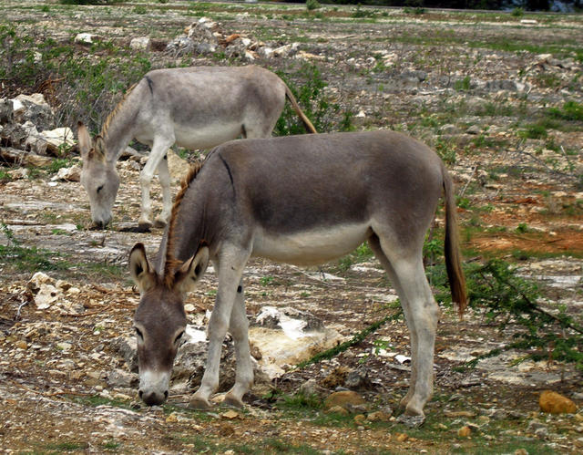 The Locals, Donkeys