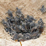 Hawksbill Turtle Nest