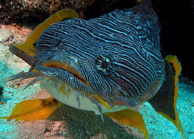 toadfish_edited-1