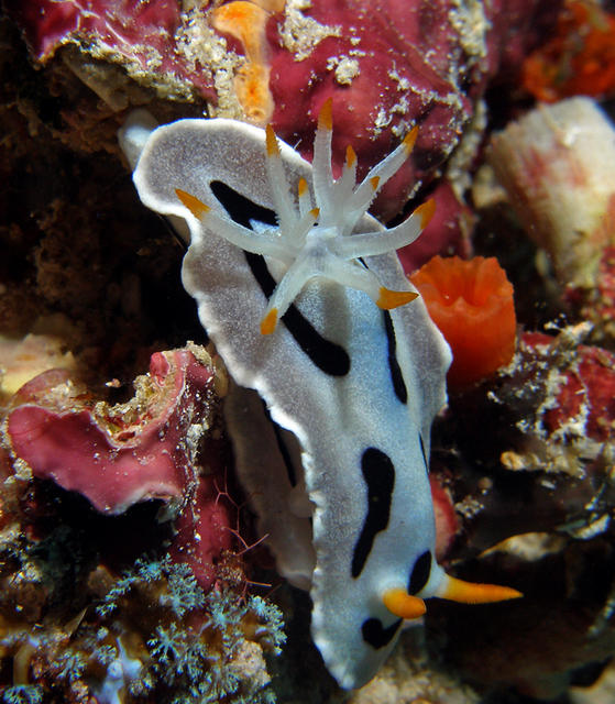 nudi1SM