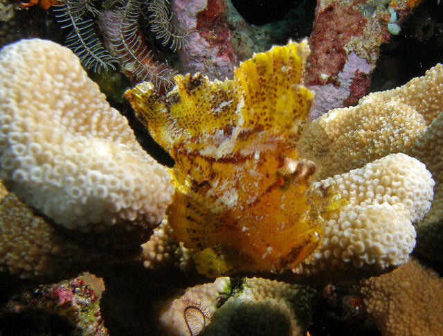 leafscorpionfishsm1