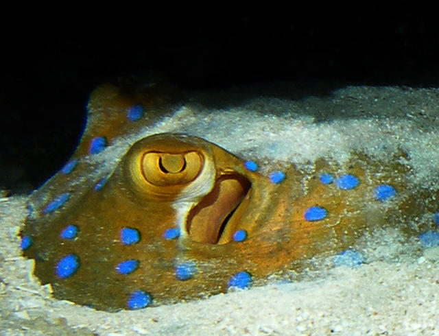 BlueSpottedStingray