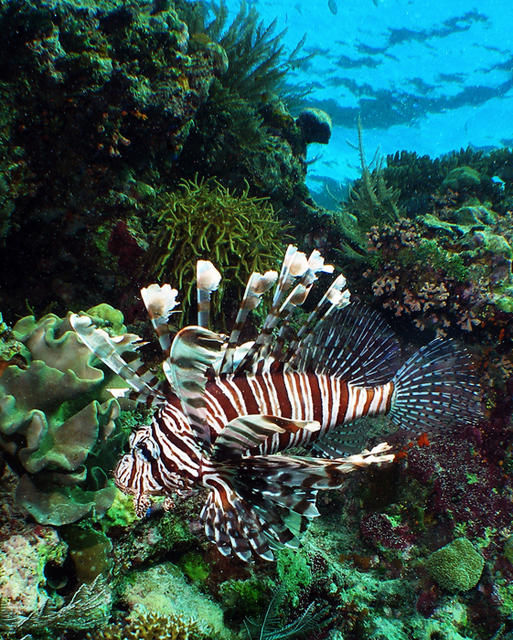 LionFish