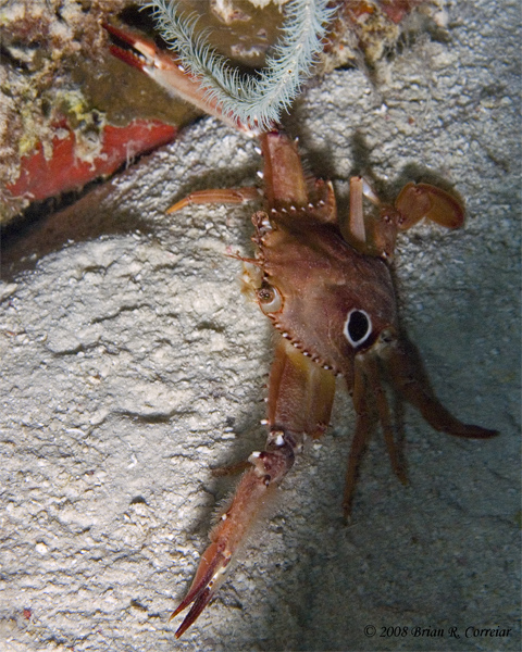 Bonaire_2008_D-2_364_edited