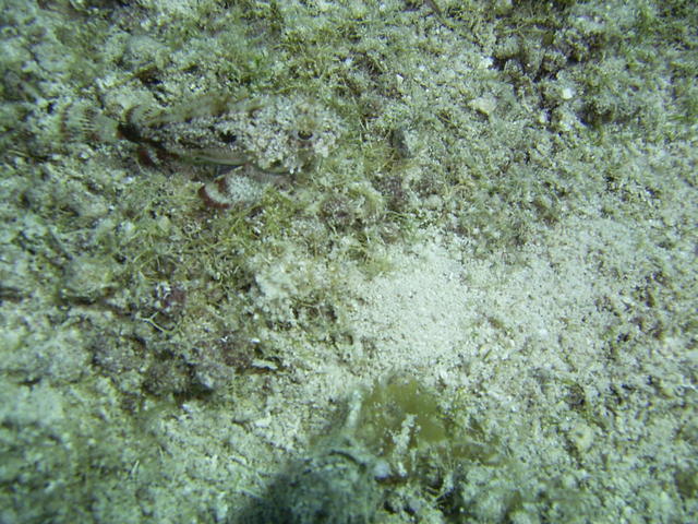 pygmy sea bass look closely