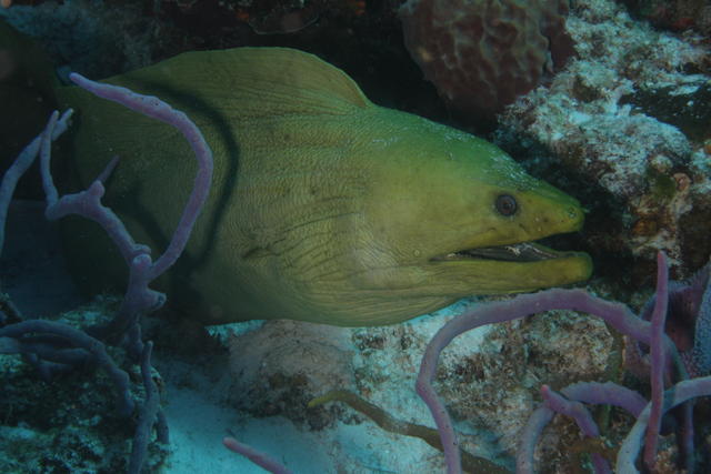 eel3