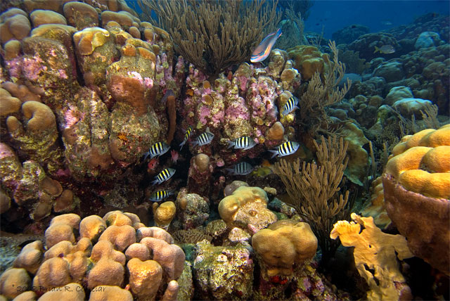 Bonaire_2008_D-6_081_edited