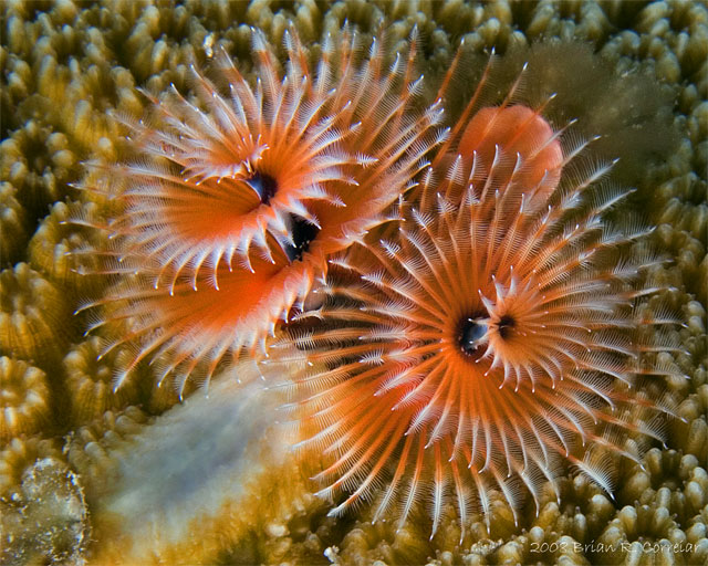 Bonaire_2008_D-2_399_edited