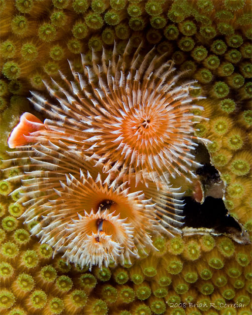 Bonaire_2008_D-2_406_edited