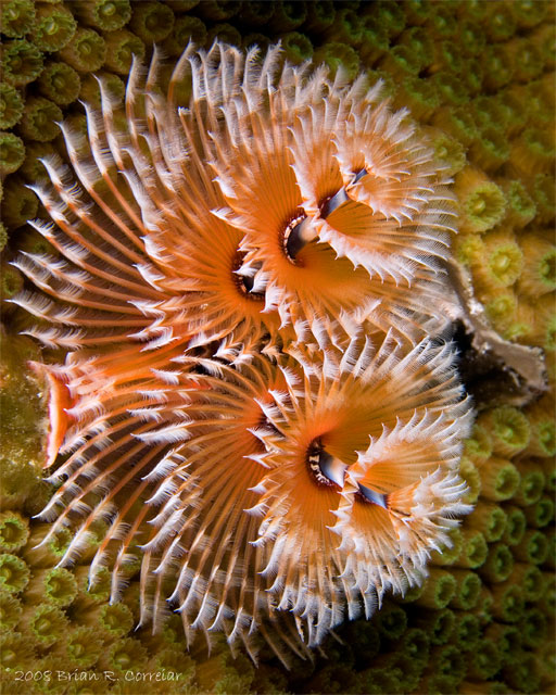 Bonaire_2008_D-2_408_edited