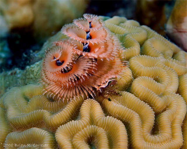 Bonaire_2008_D-3_150_edited