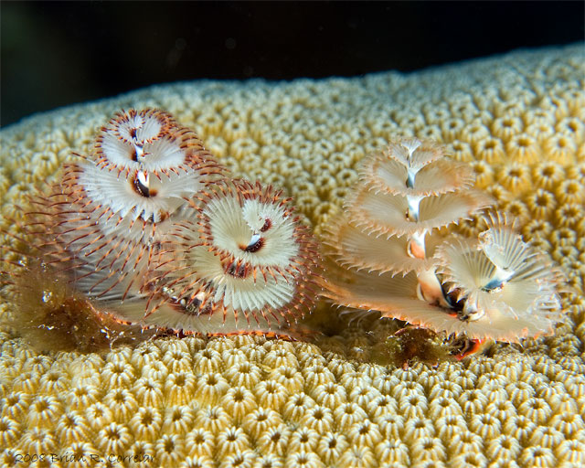 Bonaire_2008_D-3_224_edited