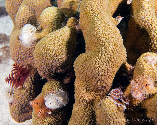 Bonaire_2008_D-4_333_edited