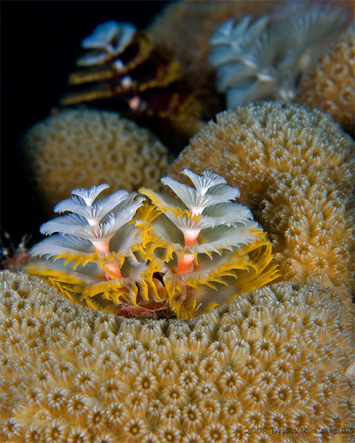 Bonaire_2008_D-5_080_edited