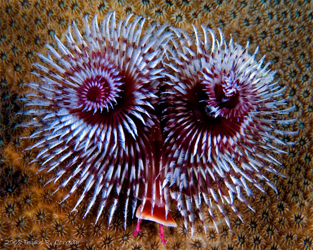 Bonaire_2008_D-5_086_edited