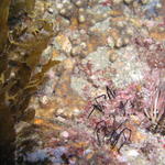 Sea Spiders Beaufort NC
