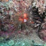 Urchin with Stomach Out Feeding CR