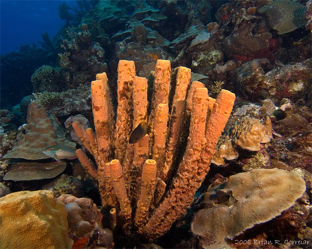 Bonaire_2008_D-2_050_edited