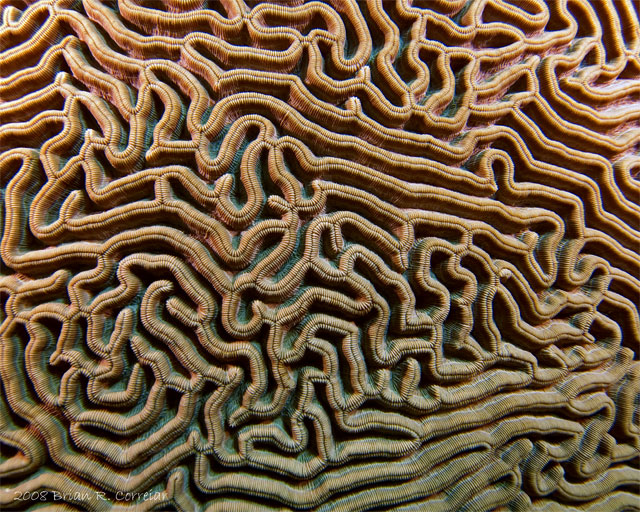 Bonaire_2008_D-2_111_edited