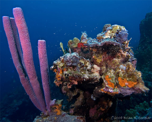 Bonaire_2008_D-2_176_edited