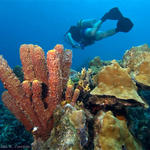 Bonaire_2008_D-2_181_edited