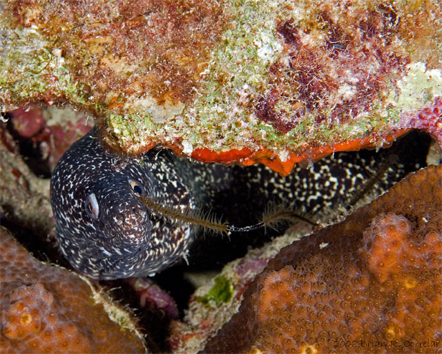 Bonaire_2008_D-2_334_edited