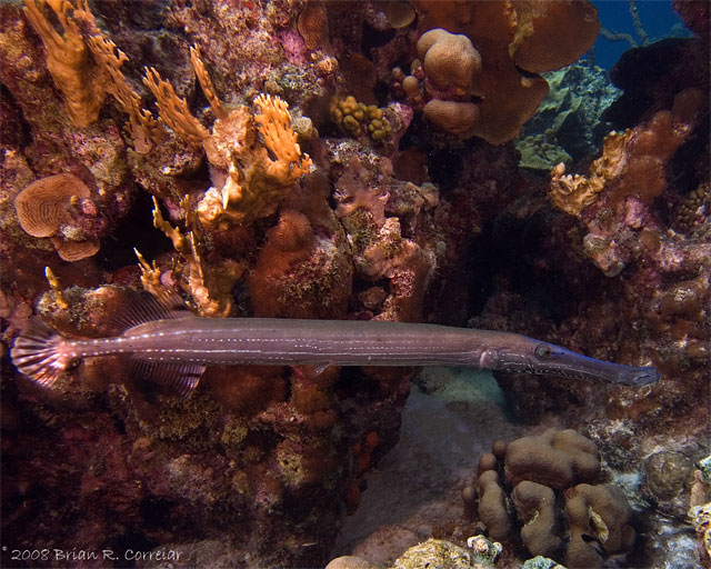 Bonaire_2008_D-2_236_edited