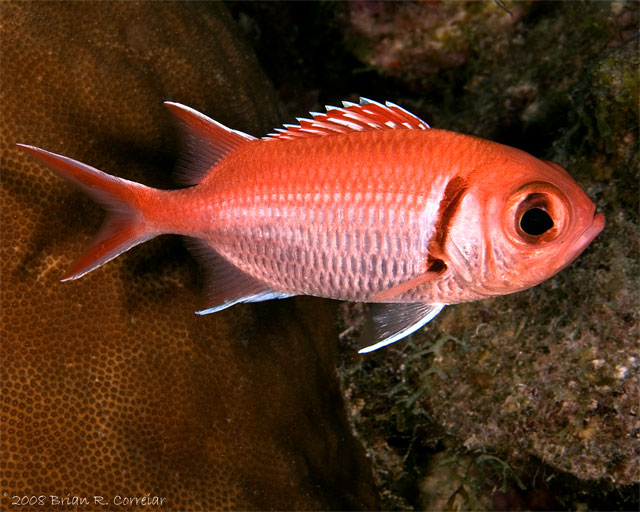 Bonaire_2008_D-3_027_edited