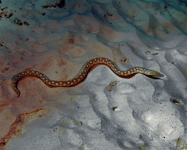 Bonaire_2008_D-6_168_edited