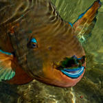 smparrotfish