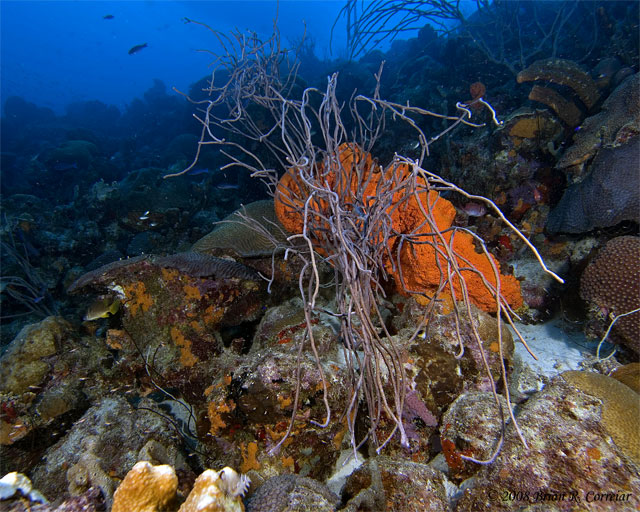 Bonaire_08_D-1_049_edited-1