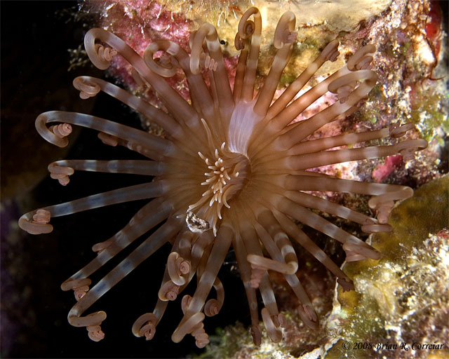 Bonaire_2008_D-2_386_edited