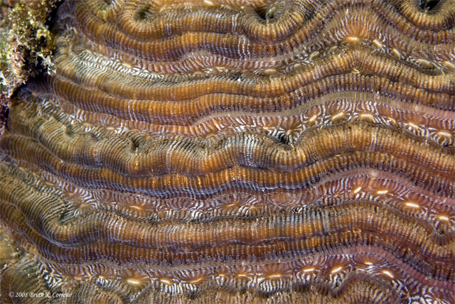 Bonaire_2008_D-2_388_edited