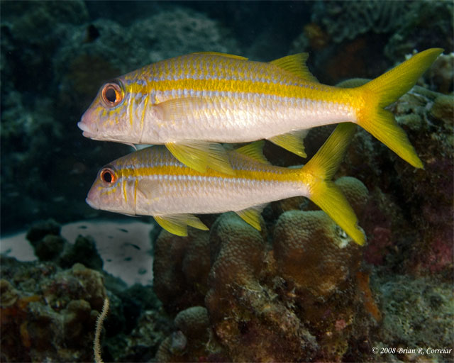 Bonaire_2008_D-3_164_edited