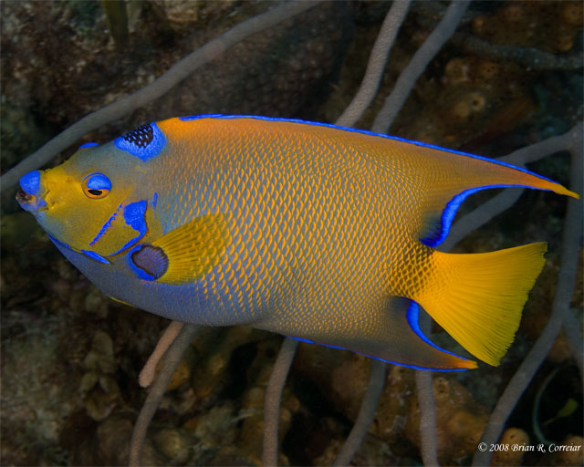 Bonaire_2008_D-3_184_edited