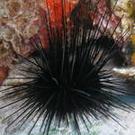 cozfishblackurchin.jpg