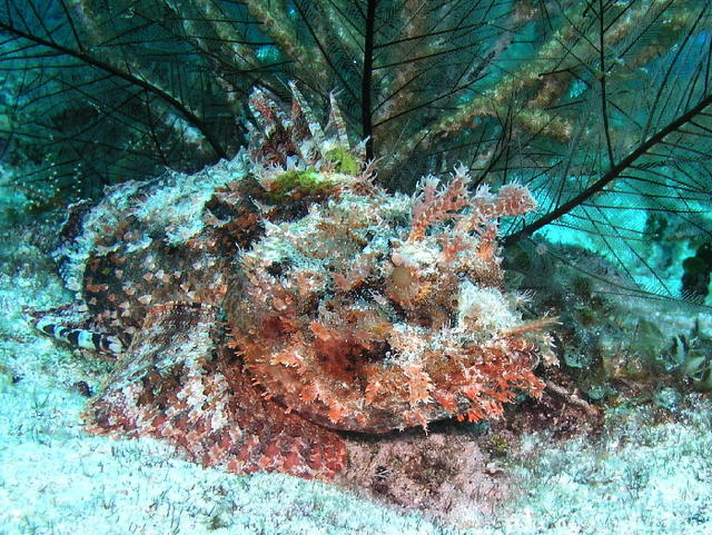 cozfishscorpionfish1.jpg