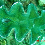 Anilao, Philippines
Tridacna Giant Clam, about two feet wide. 
Mantle (soft tissue) shows beautiful color.