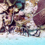 Little Cayman - April 2004